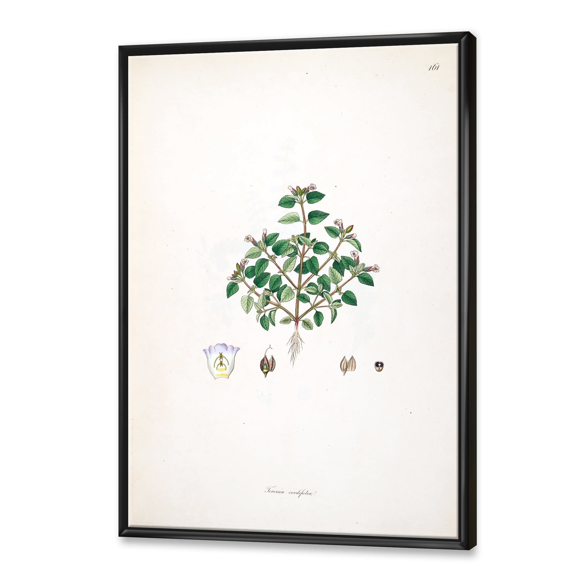 Designart 'Ancient Plant Life XIII' Farmhouse Framed Canvas Wall Art Print