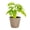 Coffee, variant on Live Swiss Cheese Plant, Monstera Adansonii Vine, Air Purifying 4 inch Diameter Live Plant Grown in USA