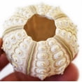 thumbnail image 3 of Sea Urchin Sampler: Natural Purple, Pink, Sputnik, Alfonso and Green Urchins - 5 Piece Set, 3 of 7