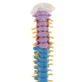 thumbnail image 2 of Modelo Flexible Anatómico De Vertebral De 45 Cm Con Pelvis Y Fémur, Codificado Por Color, Educación De Tamaño Natural 2PCS, 2 of 9