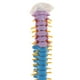 thumbnail image 2 of 2 piezas 1: 1 modelo de vertebral vertebral de la médula espinal, con pelvis, con pantalla, modelos anatómicos, 2 of 9