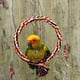 thumbnail image 2 of Bird Rope Swing Toy Colorful Cotton Perch for Parrots Budgie Parakeet Cockatiel Conure Finch Lovebird, 2 of 5