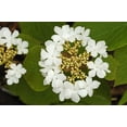 thumbnail image 2 of Grandmaison, Mike 14x11 White Modern Wood Framed Museum Art Print Titled - Canada, Dorset Flowers on hobblebush shrub, 2 of 4