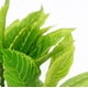 thumbnail image 4 of Pecera decorativa de plástico verde acuático artificial, planta de hoja de loto, hierba ondulada, 24cm oso de fresa  Electrónica, 4 of 5