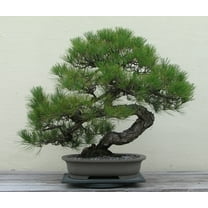 Japanese Black Pine Seeds - BONSAI TREE - Exotic Tree / Houseplant - 6 Seed