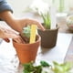 thumbnail image 4 of Etiquetas para macetas Jadeshay 100 unidades PVC para plantas flores marcadores de plantas, 4 of 8