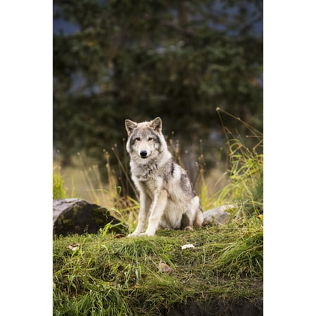 - Grey wolf pup roams its enclosure captive at the Alaska Wildlife Conservation Center Portage Alaska United States of America Poster Print by Doug Lindstrand Design Pics