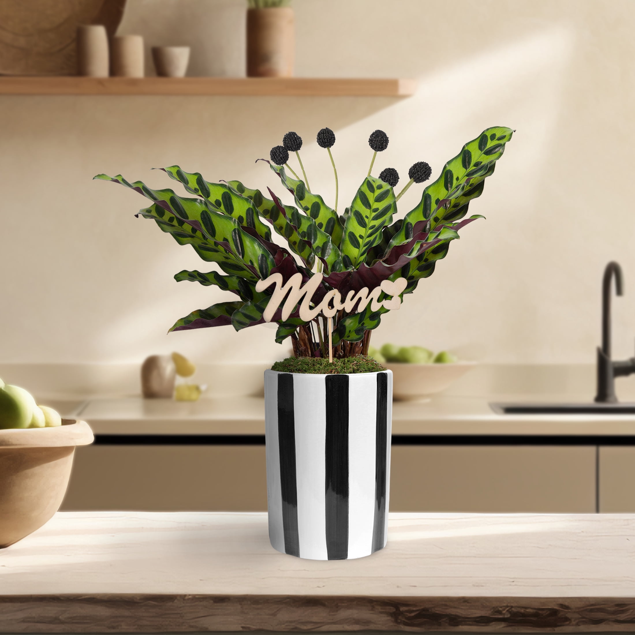 Live 5in Calathea in Black and White Striped Pot with 'Mom' Pick - Perfect Gift