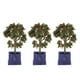 thumbnail image 1 of Árboles frutales para Casa de muñecas BuyWeek 3 piezas plantas en miniatura modelo de árbol frutal, 1 of 14