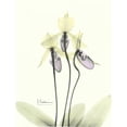 thumbnail image 3 of Koetsier, Albert 12x14 Black Modern Framed Museum Art Print Titled - Lovely Orchids 2, 3 of 5