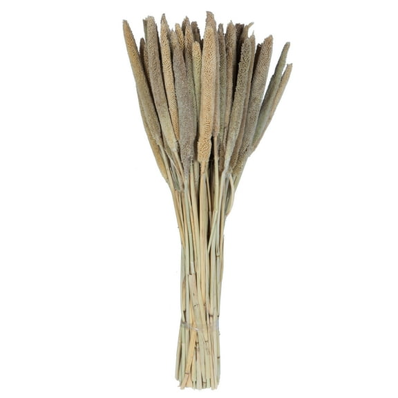 Vickerman Natural Botanicals 24" Babala Natural. Includes 75 pieces per unit.