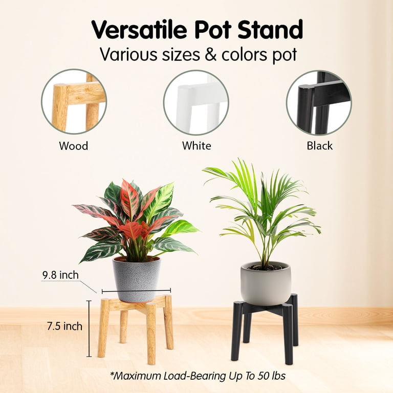 pothos plant near me Pothos Neon main image 1