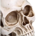 thumbnail image 3 of Modelo de cráneo humano de tamaño natural, réplica 1:1, cráneo humano adulto realista, 3 of 5