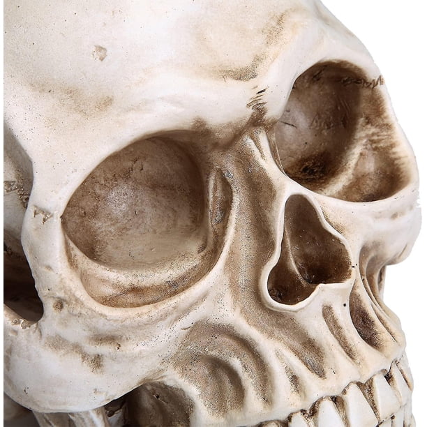 Life Size Human Skull Model 1:1 Replica Realistic Human Adult