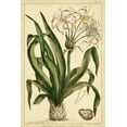 thumbnail image 2 of Miller, Phillip 13x18 Gold Ornate Wood Framed with Double Matting Museum Art Print Titled - Crinum  Pl. CX, 2 of 4