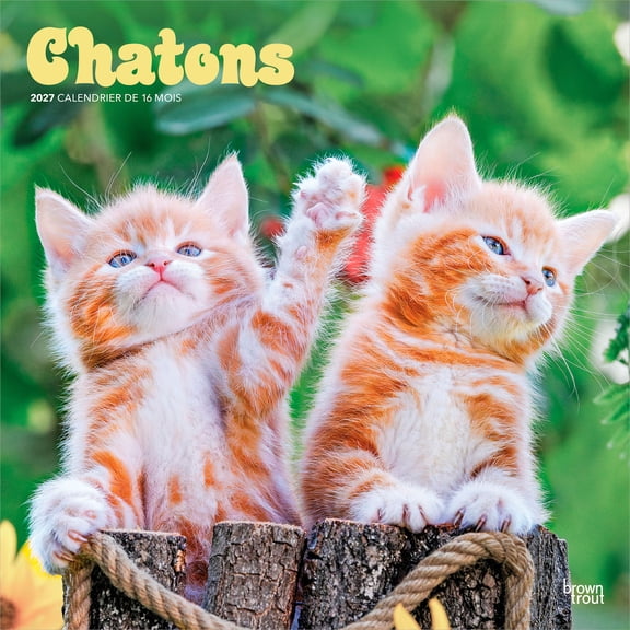 Chatons | 2027 12x24" (Hanging) Square Wall Calendar | French Language