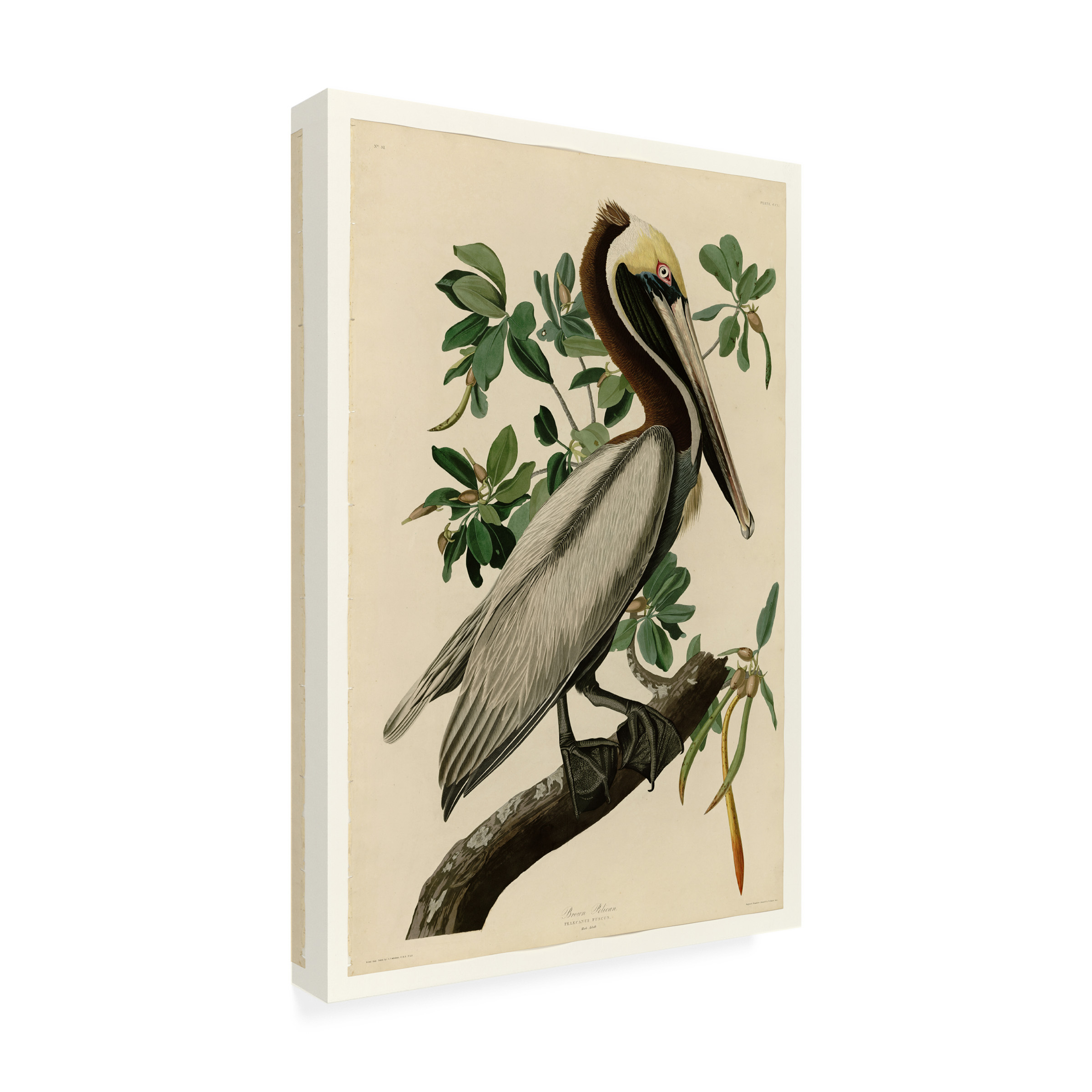 Audubon 'Brown Pelicanplate 251' Canvas Art