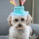 thumbnail image 3 of BRIGHTFUFU Adorable sombrero de fiesta de feliz cumpleaños para mascota, gato, perro, con pastel y 5 velas coloridas, accesorio para disfraz de Cosplay, tocado (azul), 3 of 8