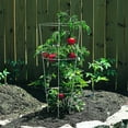 thumbnail image 2 of 33IN Galvanized Tomato Cage, 2 of 2
