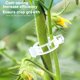 thumbnail image 5 of 100/200/300 st plantstöd clips, plantklämmor för klätterväxter, ympverktyg upprätt växtväxande återanvändbar (grön/vit) green 100pcs, 5 of 5