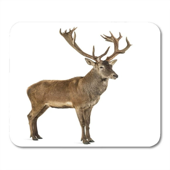 POGLIP Brown Red Deer Stag in Front of Antler Mousepad Mouse Pad Mouse Mat 9x10 inch