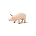 thumbnail image 5 of Safari Ltd. Boar Figurine - Lifelike 4.25" Model Figure - Educational Toy for Boys, Girls, and Kids Ages 3+, 5 of 5