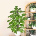 thumbnail image 1 of SEWCHICS 1Set White Plant Climbing Pole Mesh Plastic Moss Pole Kit for Garden and Balcony Vines, 1 of 8