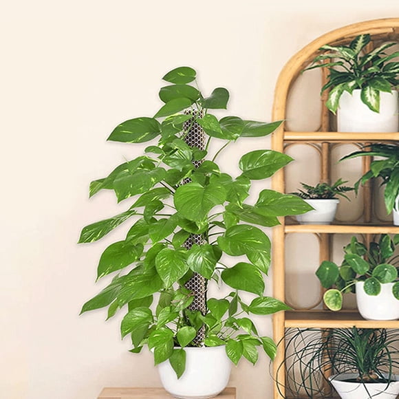 SEWCHICS 1Set White Plant Climbing Pole Mesh Plastic Moss Pole Kit for Garden and Balcony Vines
