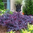 thumbnail image 4 of Southern Living Red Diamond Loropetalum Live Shrub in 2-Gallon Grower Pot, 4 of 7
