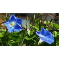 thumbnail image 3 of Heavenly Blue Morning Glory Flower/Perennial/Full Sun/40 Seeds 2 Grams/Zellajake Farm and Garden - B277, 3 of 5