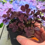 Trifolium Lucky Clover, Coco Mint, Shamrock Clover - Pot Size: 3in (2.6x3.5in) - House Plants