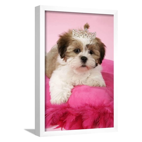 Shih Tzu 10 Week Old Puppy on Pink Cushion, Framed Art Print Wall Art Sold by Art.Com