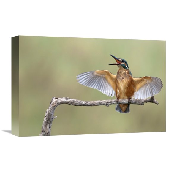 Global Gallery Eyal Amer,'The Scream!' Stretched Canvas Artwork