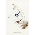 thumbnail image 2 of Gould, John 11x14 Gold Ornate Wood Framed with Double Matting Museum Art Print Titled - White-winged Wren-Malurus leucopterus, 2 of 4