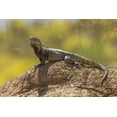 thumbnail image 2 of Illg, Cathy and Gordon 14x11 Black Ornate Wood Framed with Double Matting Museum Art Print Titled - Arizona, Sonoran Desert Spiny-tailed iguana, 2 of 4