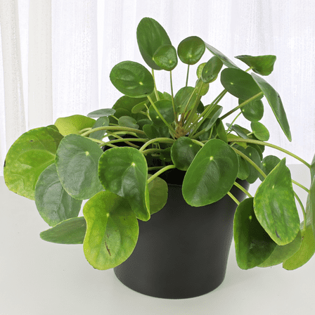 Chinese Money Plant Live, Pilea Peperomioides Plant Live in 2 Inches Pot, Money Plants for Indoor Growing