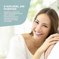 thumbnail image 5 of Natural Dehumidifier Bag, Anti-Mold Air Purifier, Deodorizer for Linen, Activated Carbon Moisture Absorber for Car, Shoes, Drawers, Odor Absorber, 5 of 5