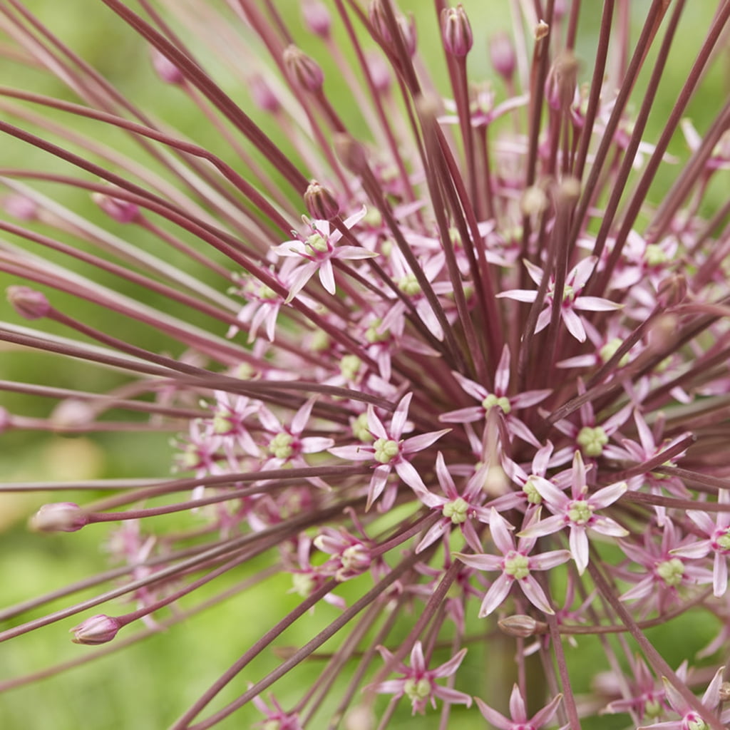 Van Zyverden Allium Schubertii Plant Bulbs (3 Count)