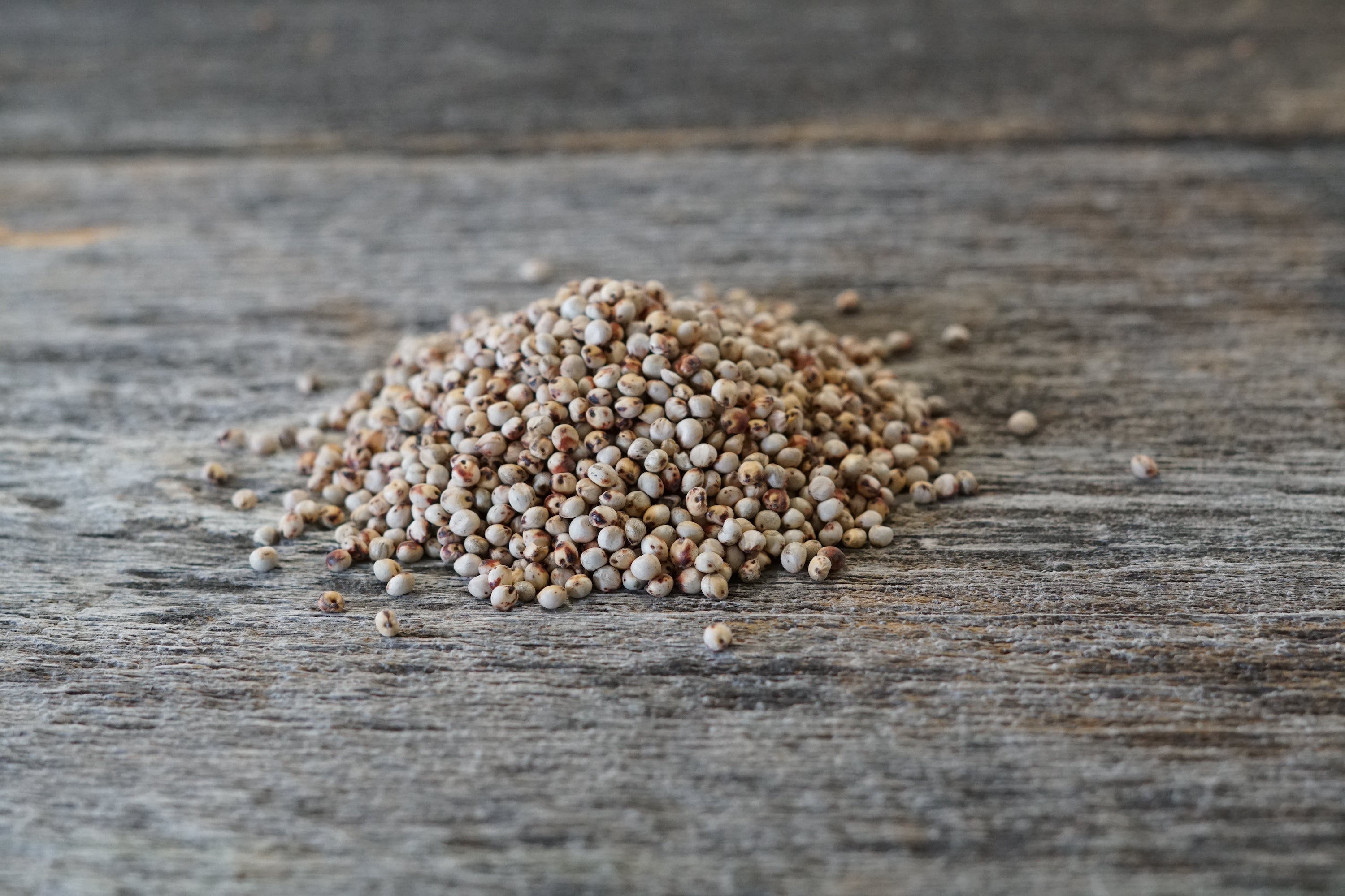 Hale Habitat & Seed Grain Sorghum Food Plot Seed, 5 lbs
