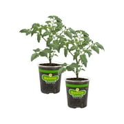 Bonnie Plants Husky Cherry Tomato 19.3 oz. 2-Pack