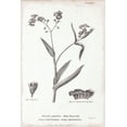 thumbnail image 2 of Gango Home Decor Vintage Conversations on Botany I & II by Wild Apple Portfolio (Printed on Paper); Two 12x18in Unframed Paper Posters, 2 of 5