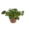 thumbnail image 5 of Shamrock Oxalis Triangularis Good Luck Houseplant, 4" Pot, 5 of 5
