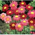 thumbnail image 5 of 500 Pyrethrum Seeds White yellow purple Perennial Tanacetum Chrysanthemum Painted Daisy Fresh Garden Seeds Heirloom, 5 of 9
