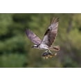 thumbnail image 2 of Luo, Donald 32x23 Gold Ornate Wood Framed with Double Matting Museum Art Print Titled - Osprey With Catch, 2 of 4