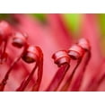 thumbnail image 2 of Merrill Images 14x12 Black Ornate Wood Framed with Double Matting Museum Art Print Titled - Fiji-Taveuni Island Close-up of a red-tipped Fern, 2 of 4