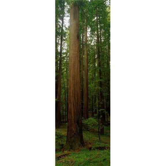 Giant Redwood Trees Ave of The Giants Redwood National Park Northern Ca Poster Print, 18 x 6