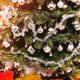 thumbnail image 5 of 36 bolas navideñas de 3,8 cm, irrompibles, para decorar el árbol de Navidad, como guirnaldas navideñas., 5 of 6