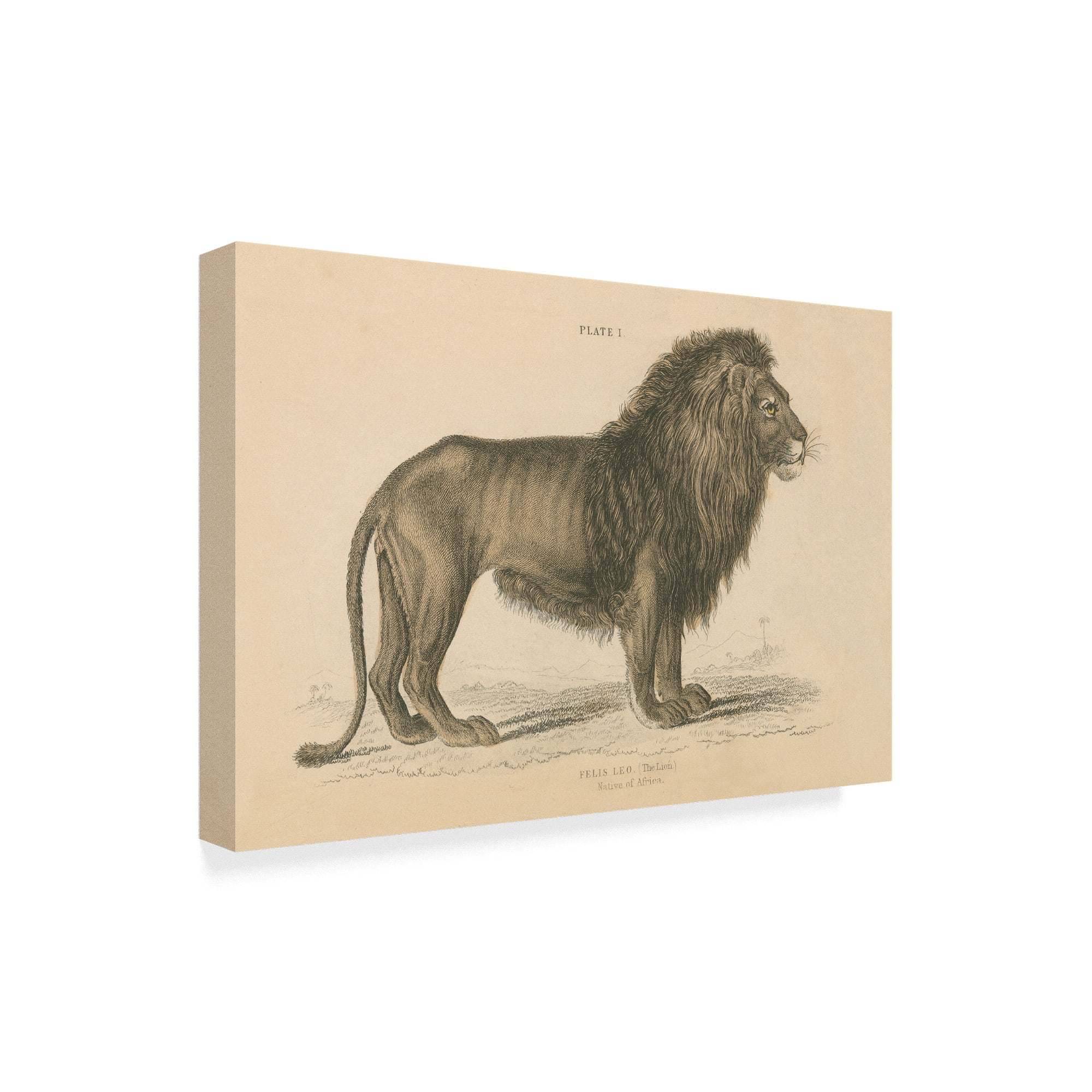 Trademark Fine Art 'Vintage Lion' Canvas Art by Wild Apple Portfolio