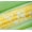 Peaches & Cream Sweet Corn, variant on Rare Corn Seeds for Planting - 25 Seeds per Packet - (Peaches & Cream Sweet Corn)