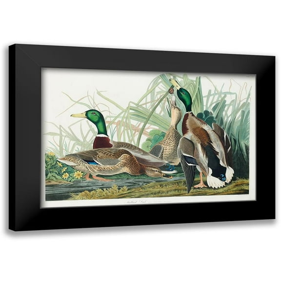 Audubon, John James 14x11 Black Modern Framed Museum Art Print Titled - Mallard Duck